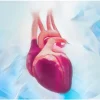 Cardiac Surgery Certification (CSC) Review Course 2022 (Videos + Slides + Quiz) Cardiac Surgery Certification (CSC) Review Course 2022