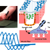 EMG/NCS Online Series: Volume XII Repetitive Nerve Stimulation EMG/NCS Online Series: Volume XII Repetitive Nerve Stimulation