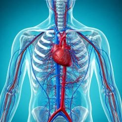 Hospital for Special Surgery Contemporary Topics in Vasculitis 2024