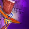 OHI-S Gnathology and Occlusion From Analysis of Occlusal Forces to Dysfunctions 2023 OHI-S Gnathology and Occlusion From Analysis of Occlusal Forces to Dysfunctions 2023