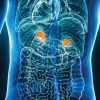 Oakstone Intensive Review of Endocrinology and Metabolism 2025